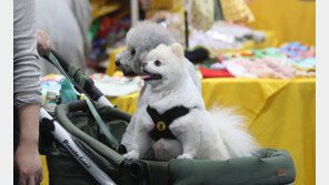 ‘어디갔다 왔어, 멍멍’…개도 주인과 재회했을 때 눈물 흘린다