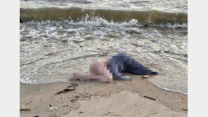 태국 해변에 머리없는 여성 시신…경찰 출동해보니 ‘리얼돌’