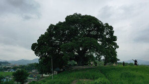‘우영우 팽나무’ 천연기념물 된다…문화재청 지정 예고