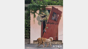 [고양이 눈]‘뭐래?’