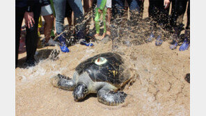 바다거북 여섯 마리, 제주 바다로