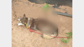 70㎝ 화살에 관통당한 강아지…꼼짝 못한채 숨만 헐떡여
