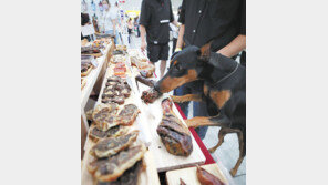 “멍멍, 맛있는 간식 사주세요”