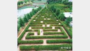 [고양이 눈]멀리서 본 아름다움