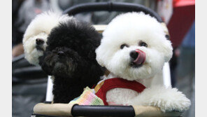 유실·유기동물 입양시 등록비 등 ‘입양비’ 60% 지원…최대 15만원까지