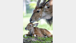 스웨덴 동물원서 영양 돌진에 직원 사망…경찰 “산재”