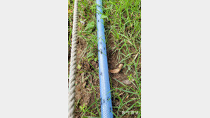 [고양이 눈]개미들의 고속도로