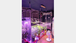 서울 주택가 한복판서 대마 재배·판매…조직원 6명 구속