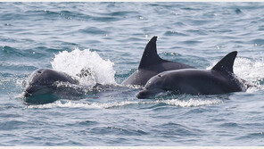 남방큰돌고래 ‘비봉이’, 수족관으로 긴급 이송…태풍 영향권 우려