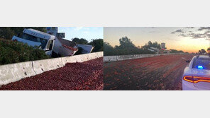 트럭에서 마구 쏟아진 토마토…난장판된 美 고속도로