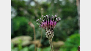 가을 야생화 ‘금강분취’ 개화…“한반도 자생 희귀식물”