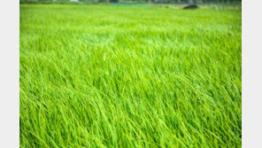 논일하다 뱀 물린 60대…이웃 주민들 응급처치로 목숨 구했다