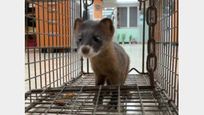 네가 왜 여기서 나와…제주시청에 족제비 깜짝 출몰 (영상)