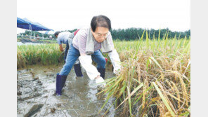 추석 앞두고 괴산서 벼 수확 한창