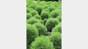 [고양이 눈]동화 속 고양이