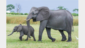 50만년전 코끼리 화석 발견…“상아 길이 2.6m 거대 코끼리”