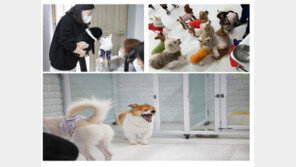 서울시, 도심 내 ‘유기동물 입양카페’·자치구 직영센터 확충