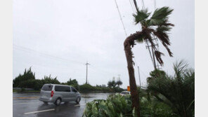 제주 강타한 ‘힌남노’…야자수 뿌리째 뽑히고 어선 전복