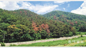 “10년 공든탑 무너지나…” 경남도 소나무재선충병 확산에 초비상[현장속으로]