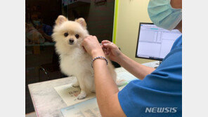 내년부터 전국 4900개 동물병원 진료비 공개…표준수가제 도입 추진