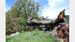 350년 된 느티나무, 태풍 힌남노의 강풍에 두 동강