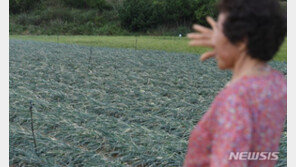 “쌀값 폭락에 도복 피해까지” 태풍에 쓰러진 농심