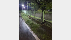 태풍으로 비바람 몰아친날…울산서 강아지 바깥에 유기