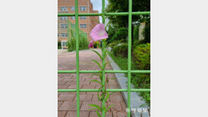 [고양이 눈]철망 껴안은 메꽃