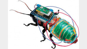 日연구진, 원격 조종하는 ‘사이보그 바퀴벌레’ 개발