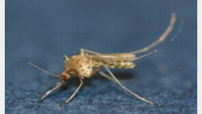 올해 첫 일본뇌염 추정환자 발생…질병청 “물리지 않는 게 최선”