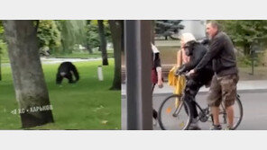 동물원 탈출한 침팬지, 사육사 설득 끝에 자전거 타고 돌아왔다