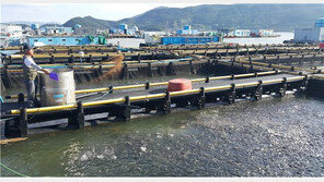 태풍 ‘힌남노’ 통과 차고 건조한 공기 유입…전 연안 고수온 특보 해제