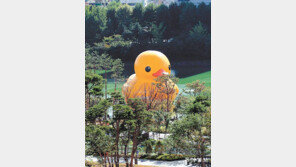 훌쩍 자란 러버덕, 8년만에 석촌호수 온다