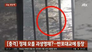 “‘괴물’ 실사판? 무섭다” 한강서 헤엄치는 거대 괴생물체 포착