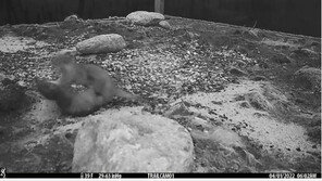 장난치는 수달, 젖 물리는 삵…카메라에 잡힌 멸종위기 동물들