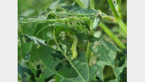 제주서 콩 잎 전부 갉아 먹는 ‘콩은무늬밤나방’ 발생…“조기 방제해야”