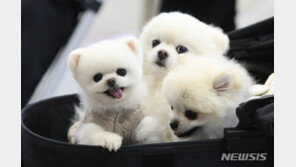 반려동물에 세금? 독일은 이미 과세…“사회적 합의 필요”