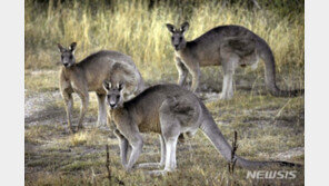 호주서 캥거루에 의한 사망 사건 발생…86년 만에 처음