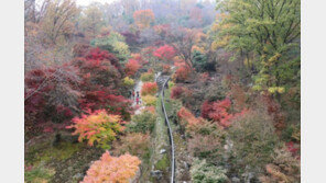 자작나무 배경 ‘BTS 포즈’… 단풍 물결에 가을정취 만끽 