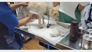 반려견 오토바이에 묶고 질주하던 70대 ‘황당 변명’