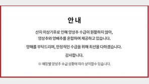 햄버거 매장에 때아닌 ‘양상추 대란’…“양배추와 혼합 제공도”