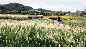 태화강 국가정원에 펼쳐진 가을의 향연