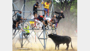 성난 황소에 쫓겨…