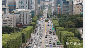 샹젤리제 거리 본뜬 서초구 ‘사각 가지치기 가로수’