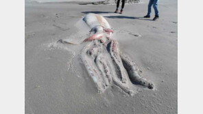 ‘몸통만 4m’ 대왕오징어에 관광객 놀랐다…뉴질랜드 해변서 사체 발견