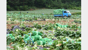 배추 9월에만 25% 급등…가격 안정은 10월에야