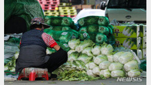 ‘金값’된 배추, 1포기 8748원…정부 “비축물량 3000t 공급”