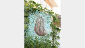 [고양이 눈]‘덩굴 늘보’