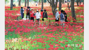 붉게 물든 상사화 축제장