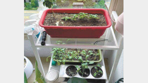 배추 한통 1만원에 김치도 품귀… 채소 직접 키워 먹는다 